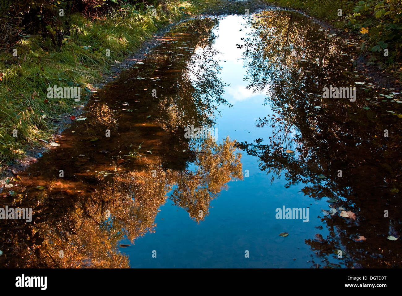 Wasserspiegelungen der Bäume mit ihren herbstlichen Farben und Blätter schwimmen auf einer Park-Wanderweg-Pfütze in Dundee, Großbritannien Stockfoto