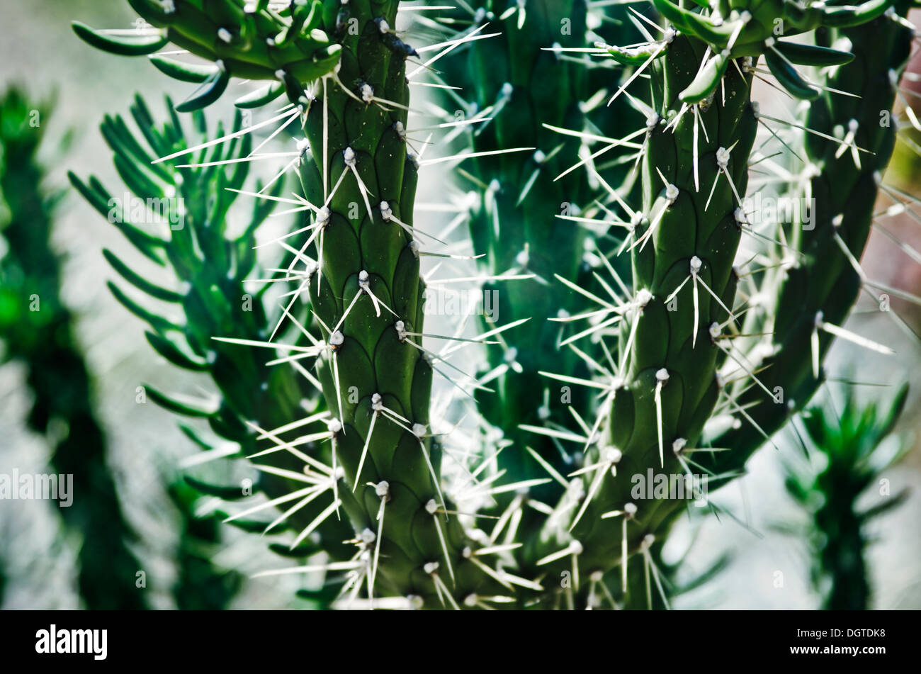 Gruppe grüner Kaktus in der Wüste Stockfoto