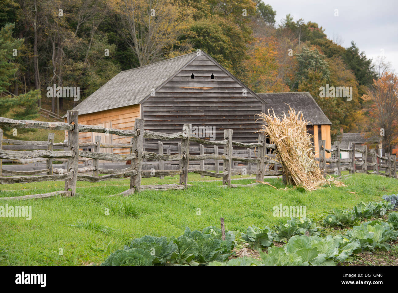 Bauernmuseum Cooperstown, New York. Herbst Maisstauden stützte sich auf Split Schiene Zaun vor der Scheune. Stockfoto