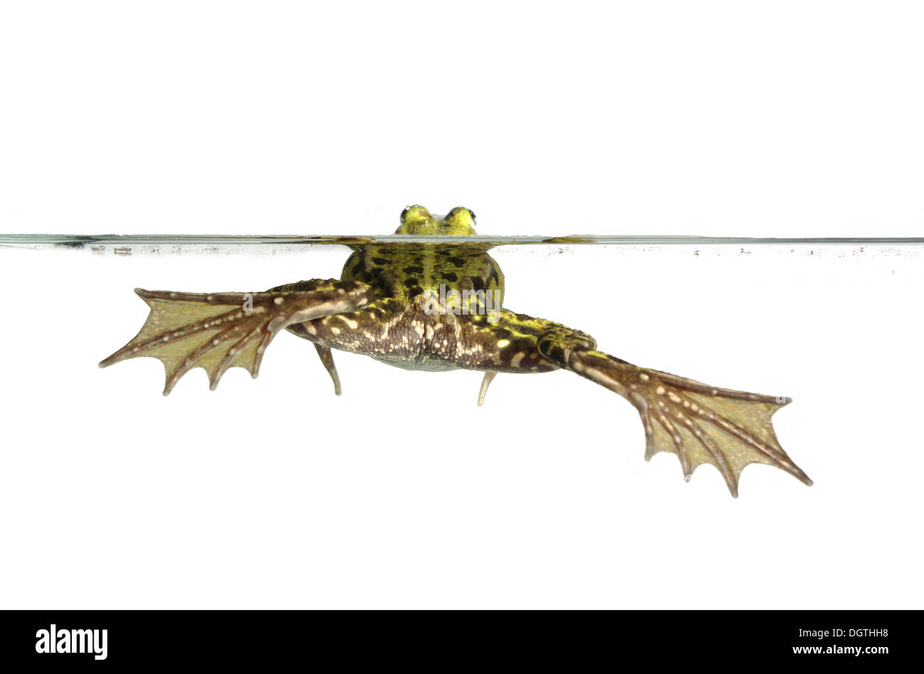 Frosch im Wasser auf weißem Hintergrund Stockfoto