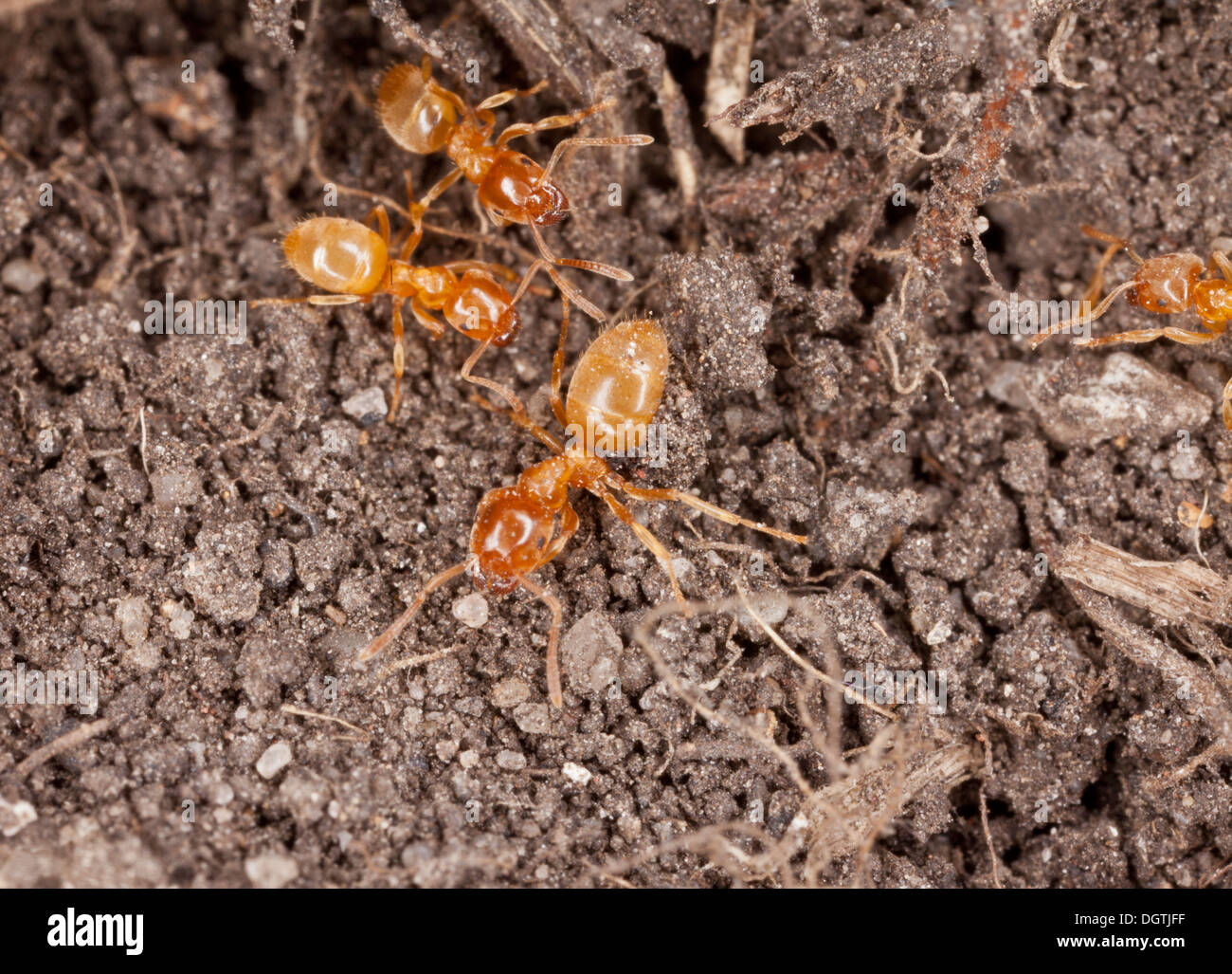 Gelbe WieseAmeise / gelbe Wiese Ant, Lasius Flavus. Häufigste Erbauer