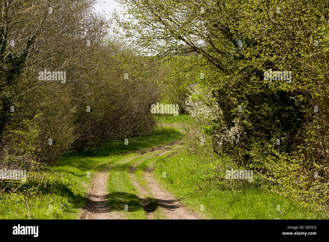 Verfolgen Sie entlang dem Deich Ackling ("Römerstraße") in der Nähe von Cranborne, im Frühjahr. Dorset. Stockfoto