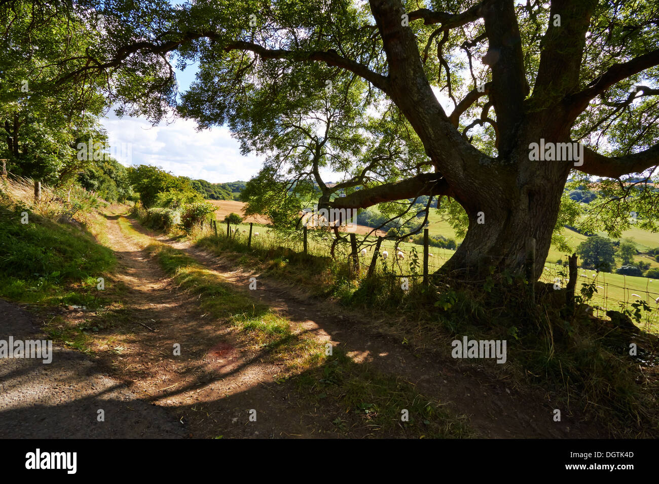 Grüne Gasse in der Nähe von Winchcombe in Oxfordshire Cotswolds UK Stockfoto