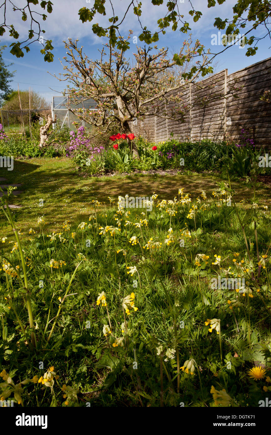 Schlüsselblumen und andere Blumen in Wildlife Garden, verwaltet für die Biodiversität im Wimborne St Giles, Dorset Stockfoto