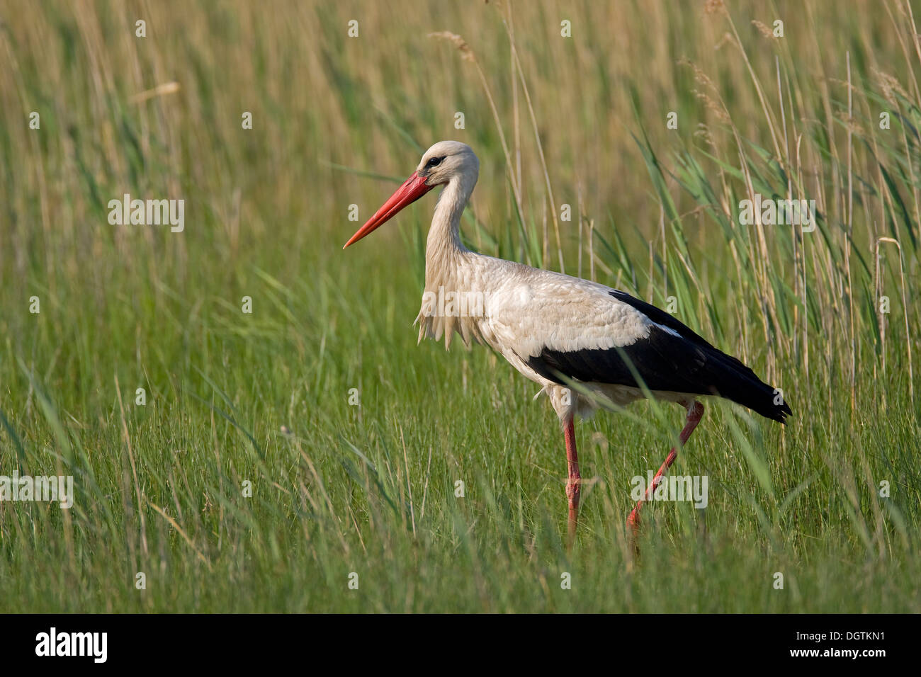 Weißstorch (Ciconia Ciconia), Neusiedler See See, Burgenland, Austria, Europe Stockfoto