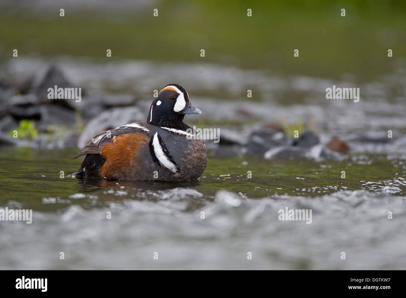 Harlekin Ente (Histrionicus Histrionicus), Männlich, Island, Europa Stockfoto