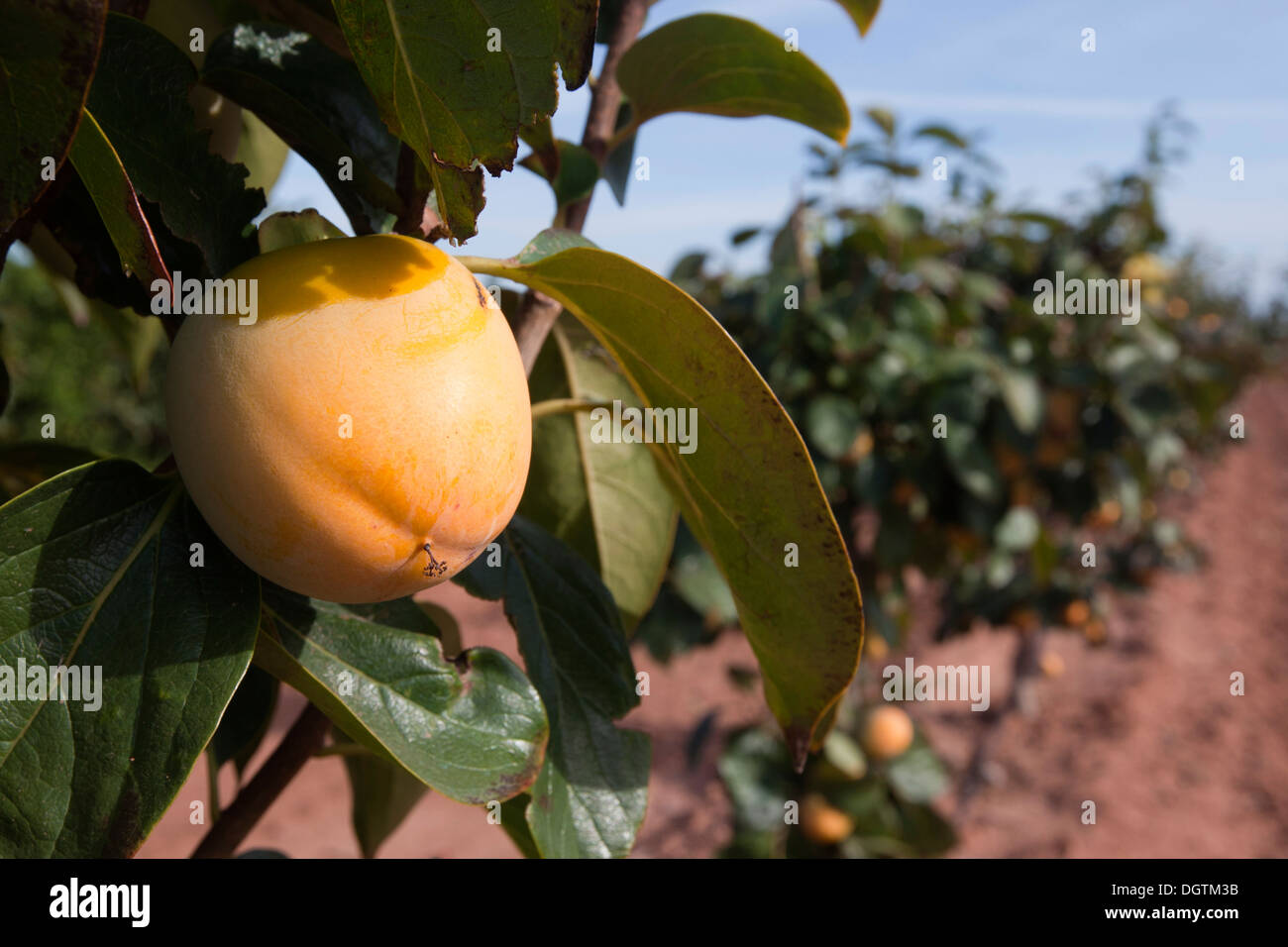 Kaki, Khaki, Felder und reifen Früchten, Valencia. Stockfoto