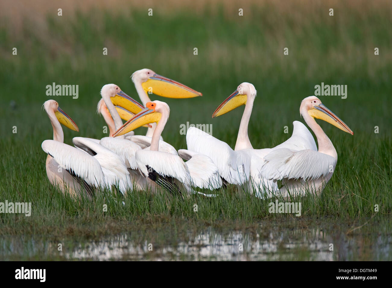 Große weiße Pelikane (Pelecanus Onocrotalus), Donau-Delta, Rumänien, Europa Stockfoto