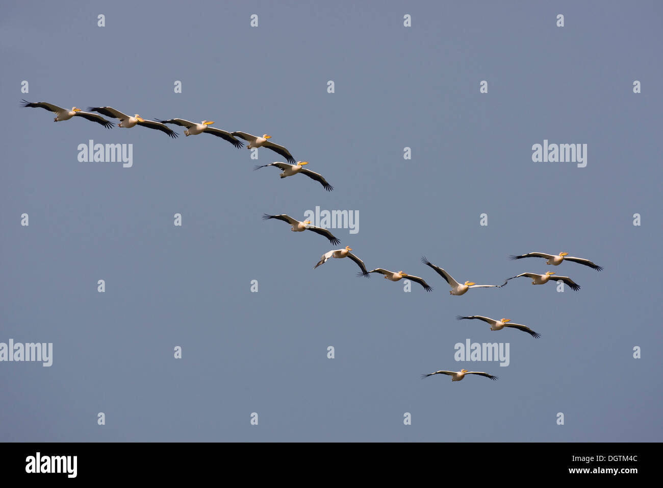 Große weiße Pelikane (Pelecanus Onocrotalus), Donau-Delta, Rumänien, Europa Stockfoto