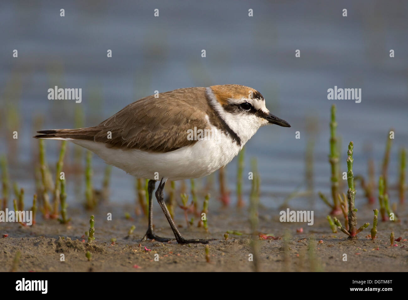 Seeregenpfeifer (Charadrius Alexandrinus), Danube Delta, Rumänien, Europa Stockfoto