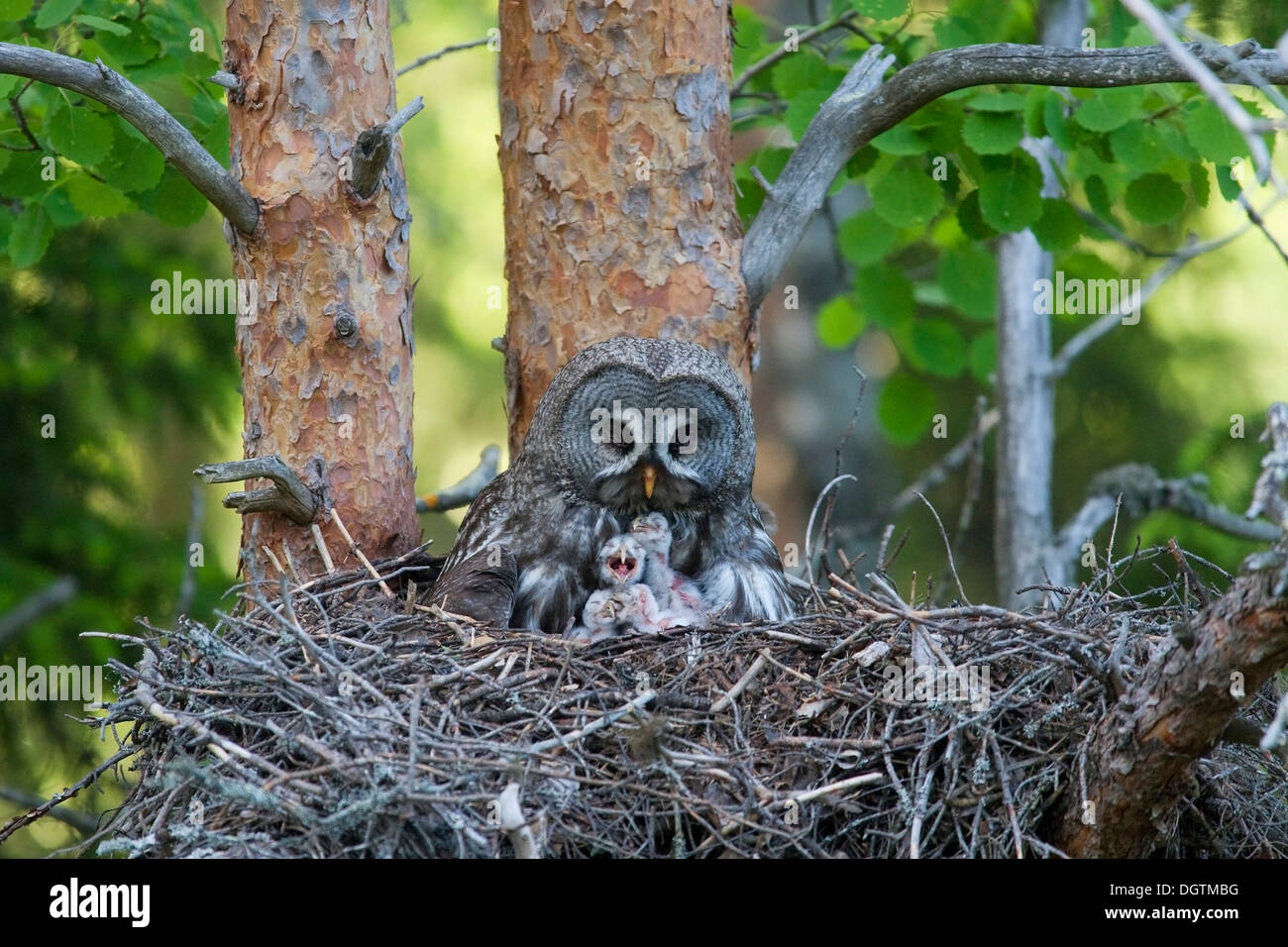 Große graue Eulen, thront auf dem Nest mit Eulen, Finnland, Europa