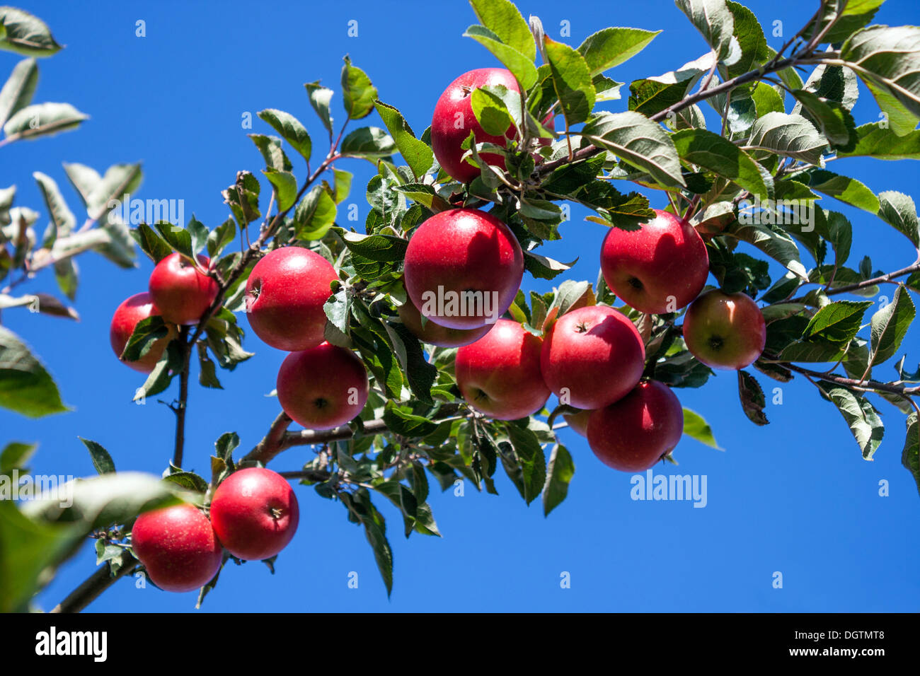 Apfelbaum mit Äpfeln, detail Stockfoto