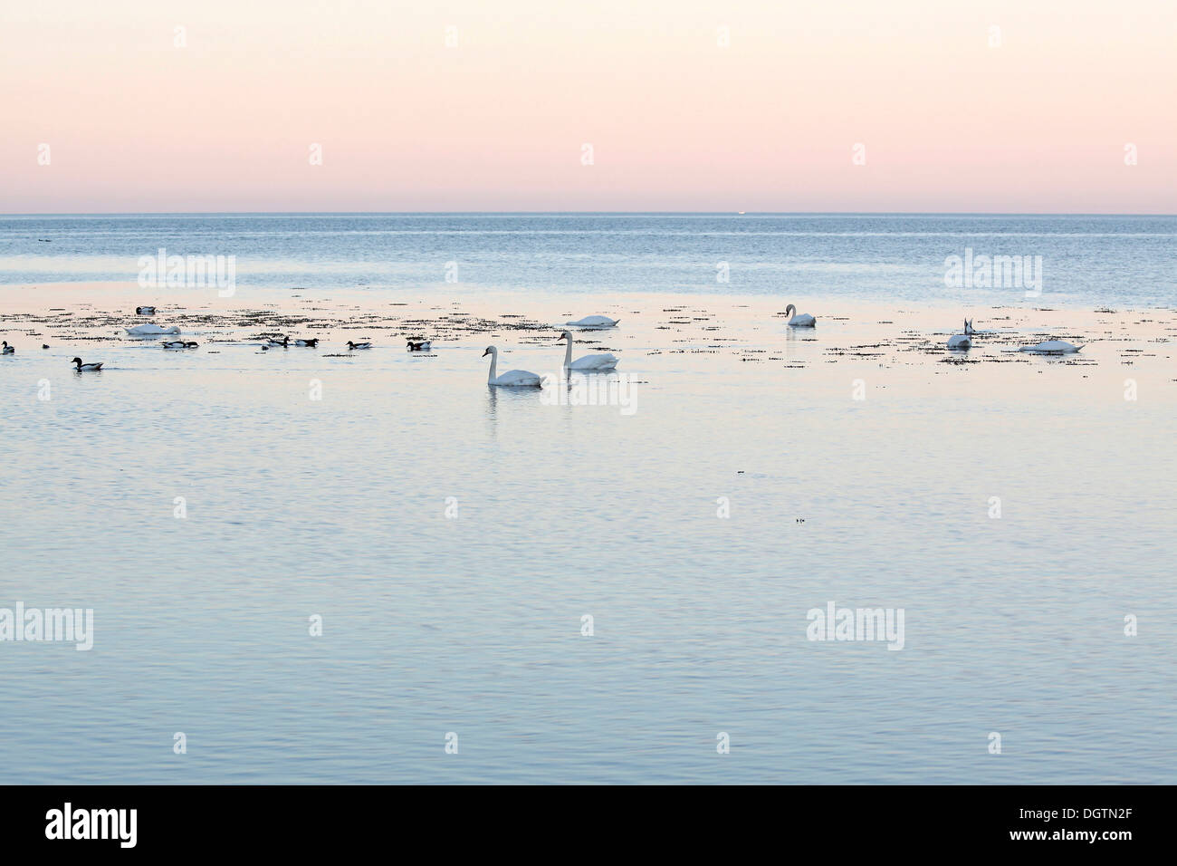 Weiße Schwäne am Meer im Abendlicht auf der südlichen Küste von Bornholm in Snogebeak, Dänemark Stockfoto Weiße Schwäne am Meer im Abendlicht auf der südlichen Küste von Bornholm in Snogebeak, Dänemark Stockfoto
