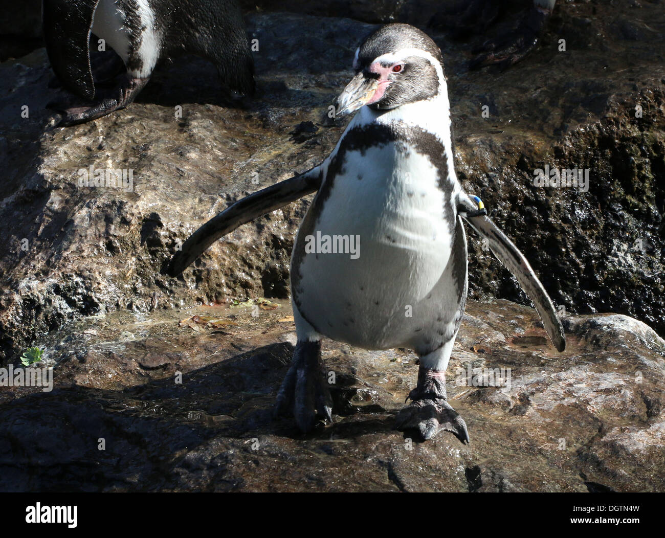 Humboldt oder peruanische Pinguin (Spheniscus Humboldti) Stockfoto