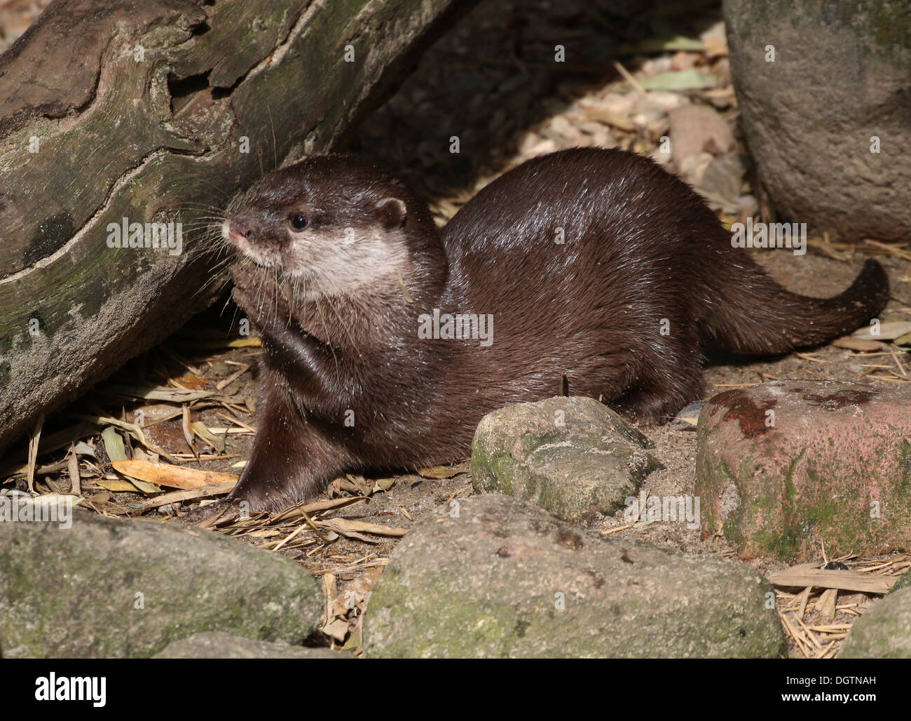 Orientalische oder asiatische kleine krallenbewehrten Otter (Aonyx Cinereus) in spielerische pose Stockfoto