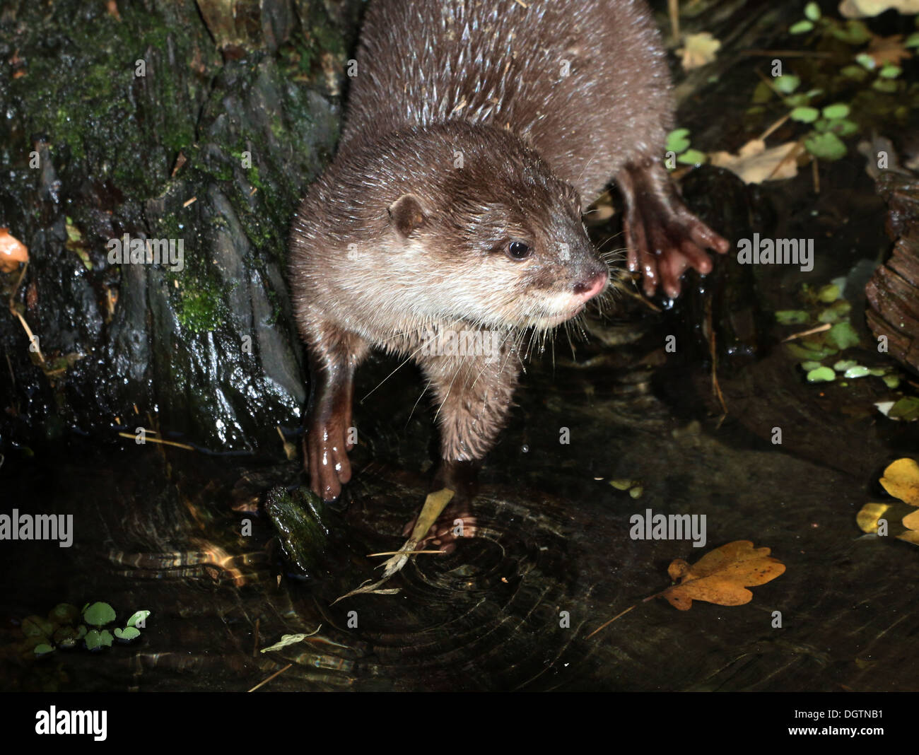 Orientalische oder asiatische kleine krallte Otter (Aonyx Cinereus) in der Nähe von Wasser Stockfoto