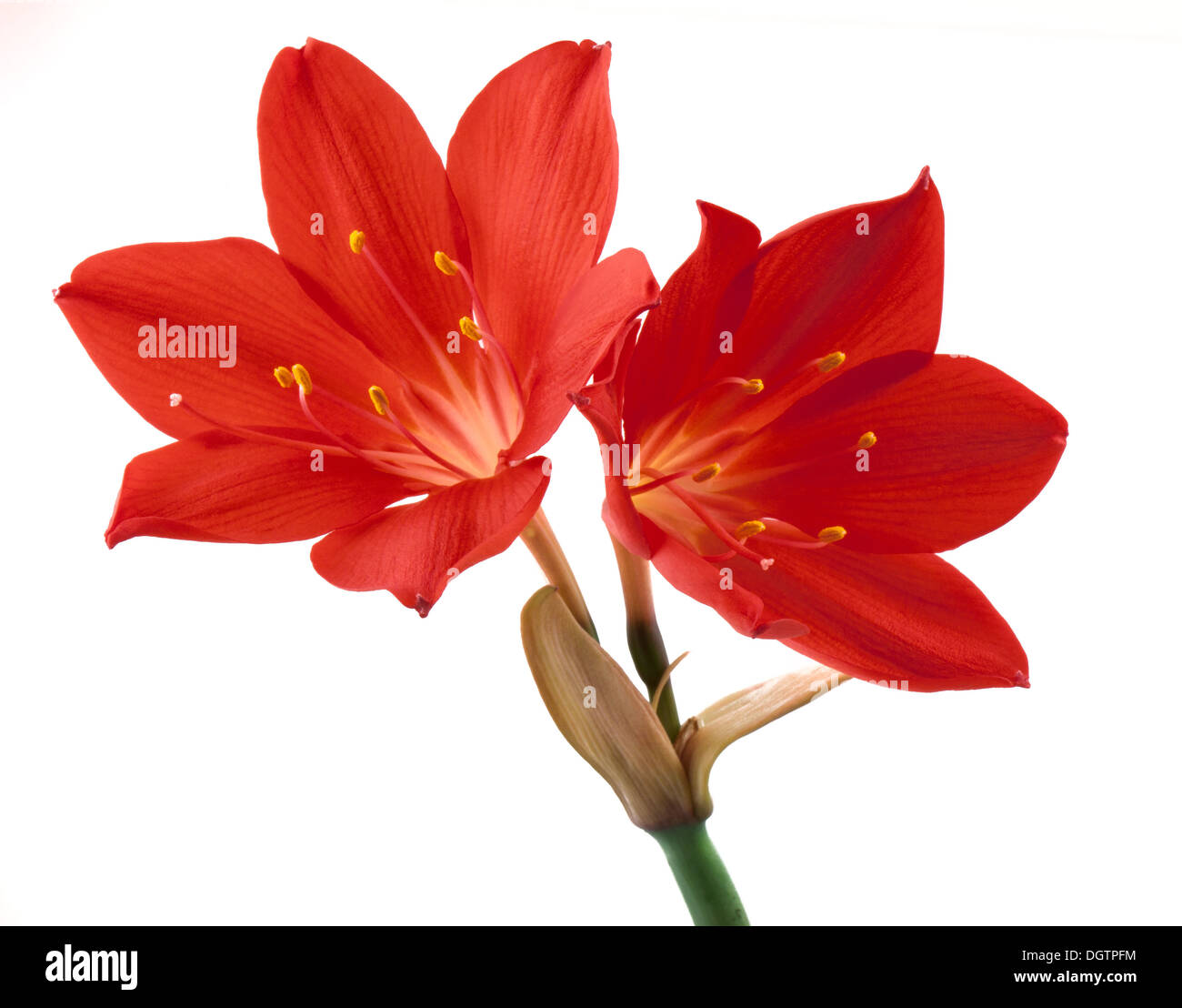 Orangefarbene Blume isoliert auf weiss Stockfoto