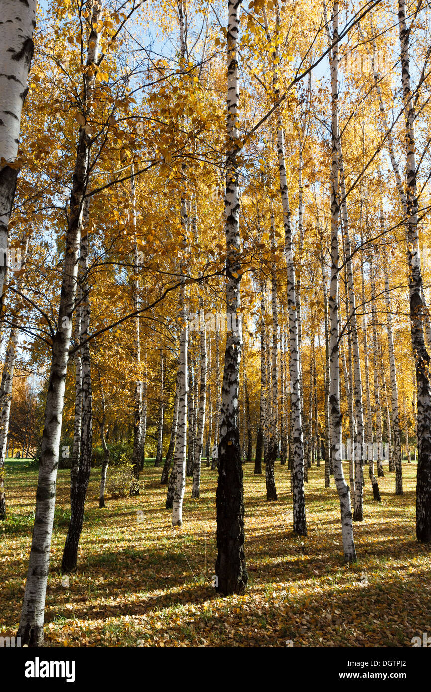 Goldene Herbst Parkblick Stockfoto