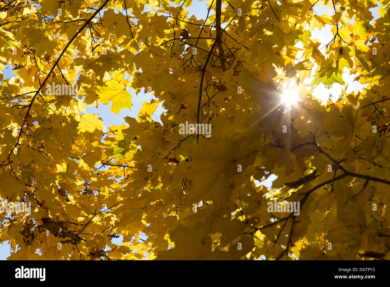Gelbe Ahornblätter auf Himmelshintergrund mit strahlende Sonne Stockfoto