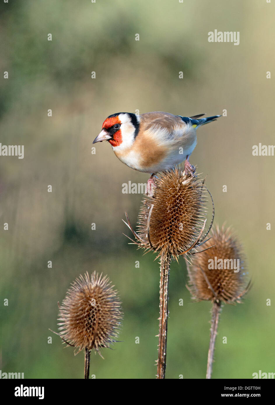 Männliche Stieglitz Zuchtjahr Zuchtjahr thront auf Karde Dipsacus Fullonum. UK Stockfoto