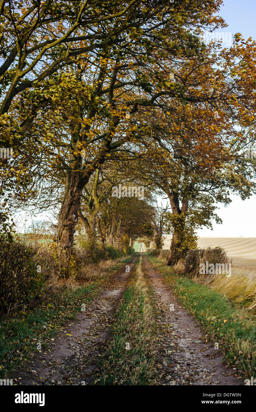 Maler David Hockney Tunnel der Bäume am Kilham, die in vielen dieser East Yorkshire-Bilder angezeigt Stockfoto