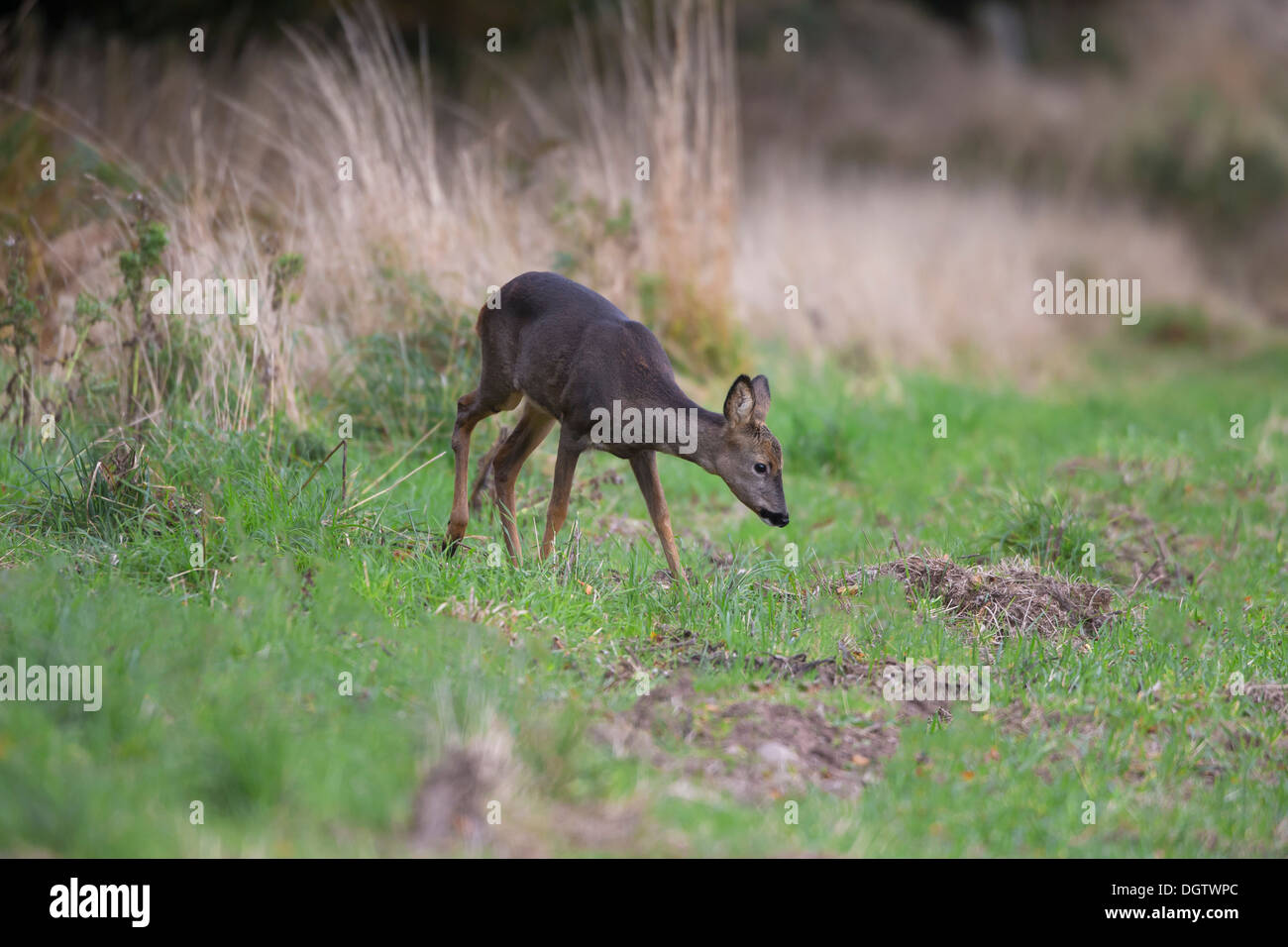 Rehe grasen auf kurze Kulturen Stockfoto