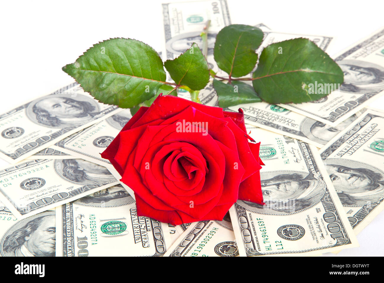 rot Rosa auf Dollar-Hintergrund Stockfoto