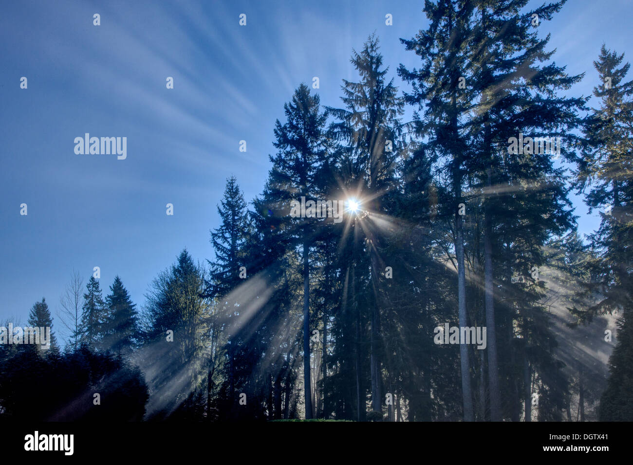 Sonnenstrahlen durch Bäume Stockfoto