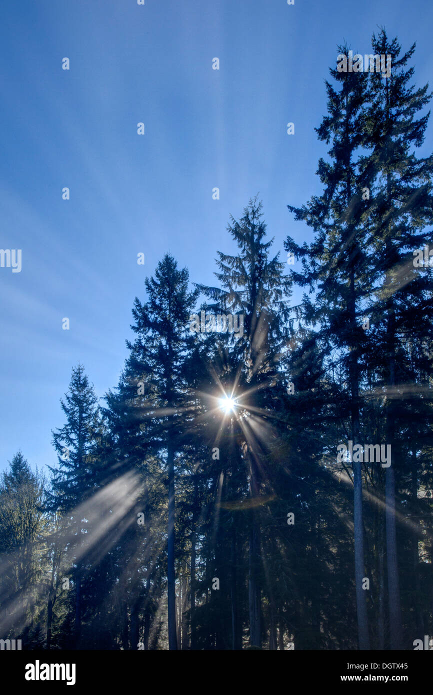 Sonnenstrahlen durch Bäume Stockfoto