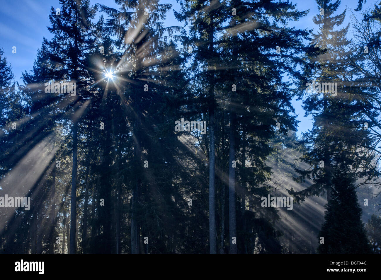 Sonnenstrahlen durch Bäume Stockfoto