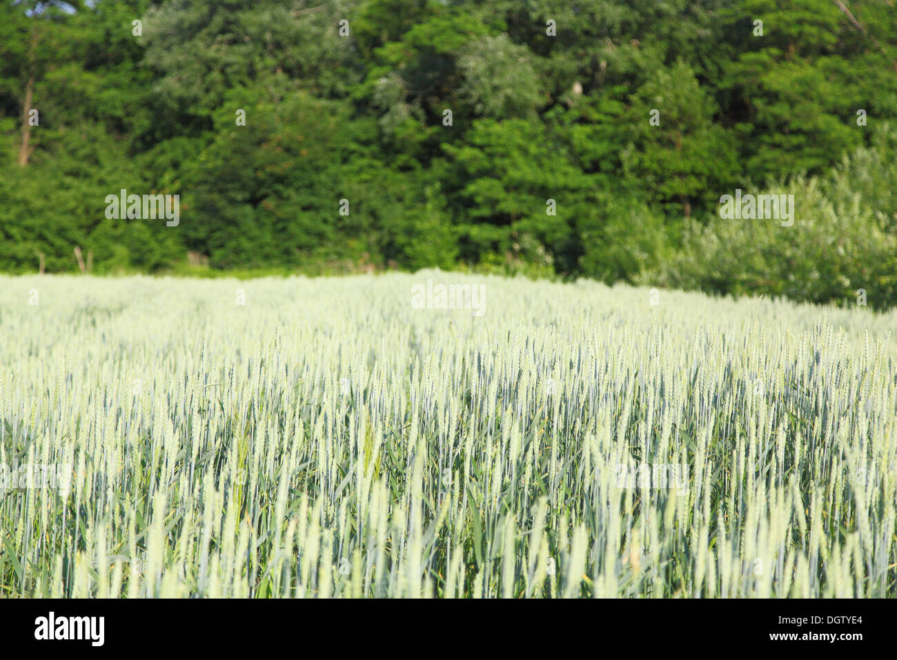 Ein Feld von Weizen. grüne Ohren Stockfoto
