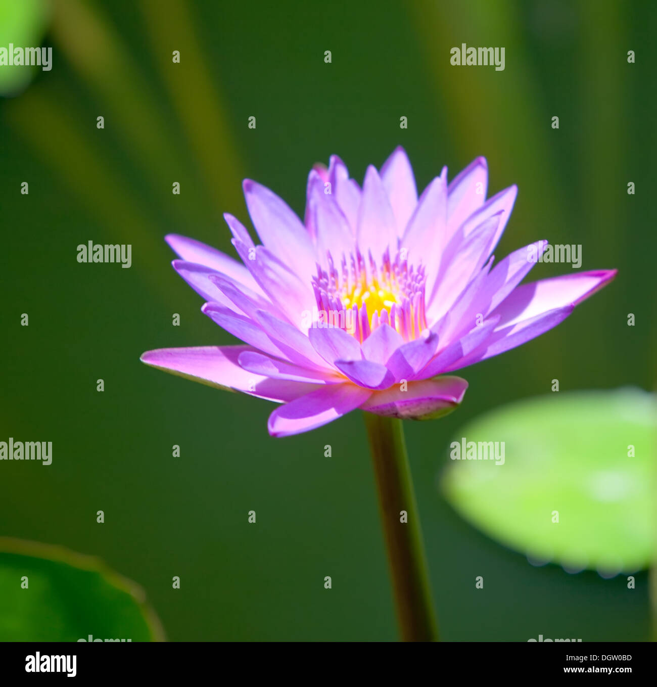 Lotus-Blume auf einem grünen Hintergrund. Stockfoto