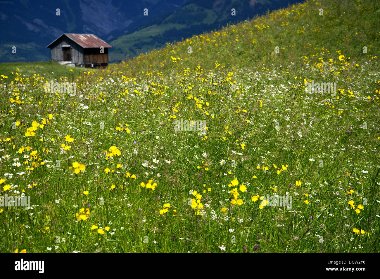 Alpinen Wiese in voller Blüte Stockfoto