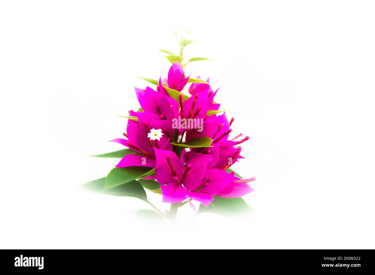 Ich mag Bougainvillea. Ein leuchtendes Rot ganztägig. Stockfoto