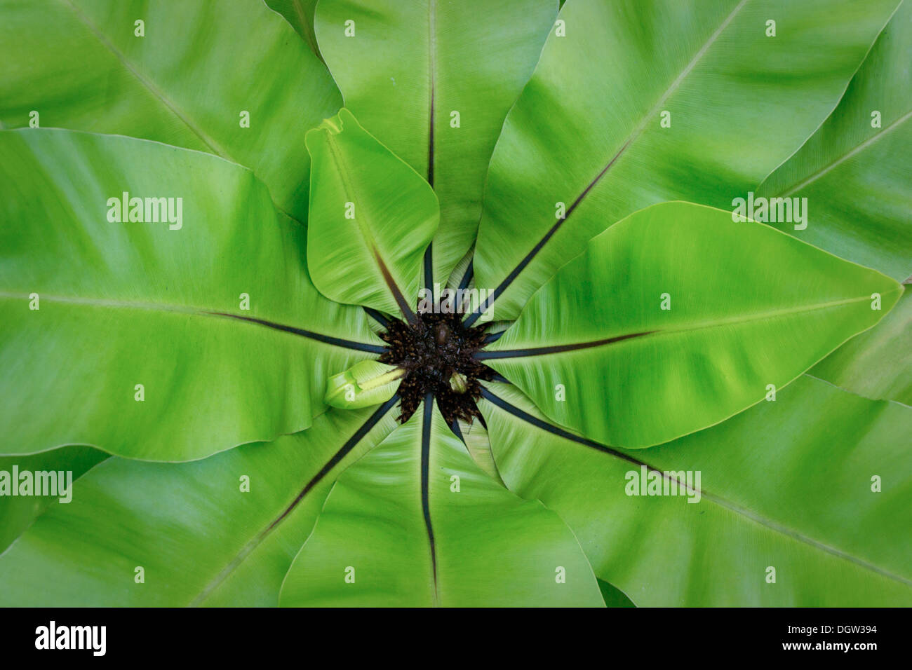 Dies ist ein Farn, die wächst in feuchten und hat eine einzigartige Schönheit. Stockfoto