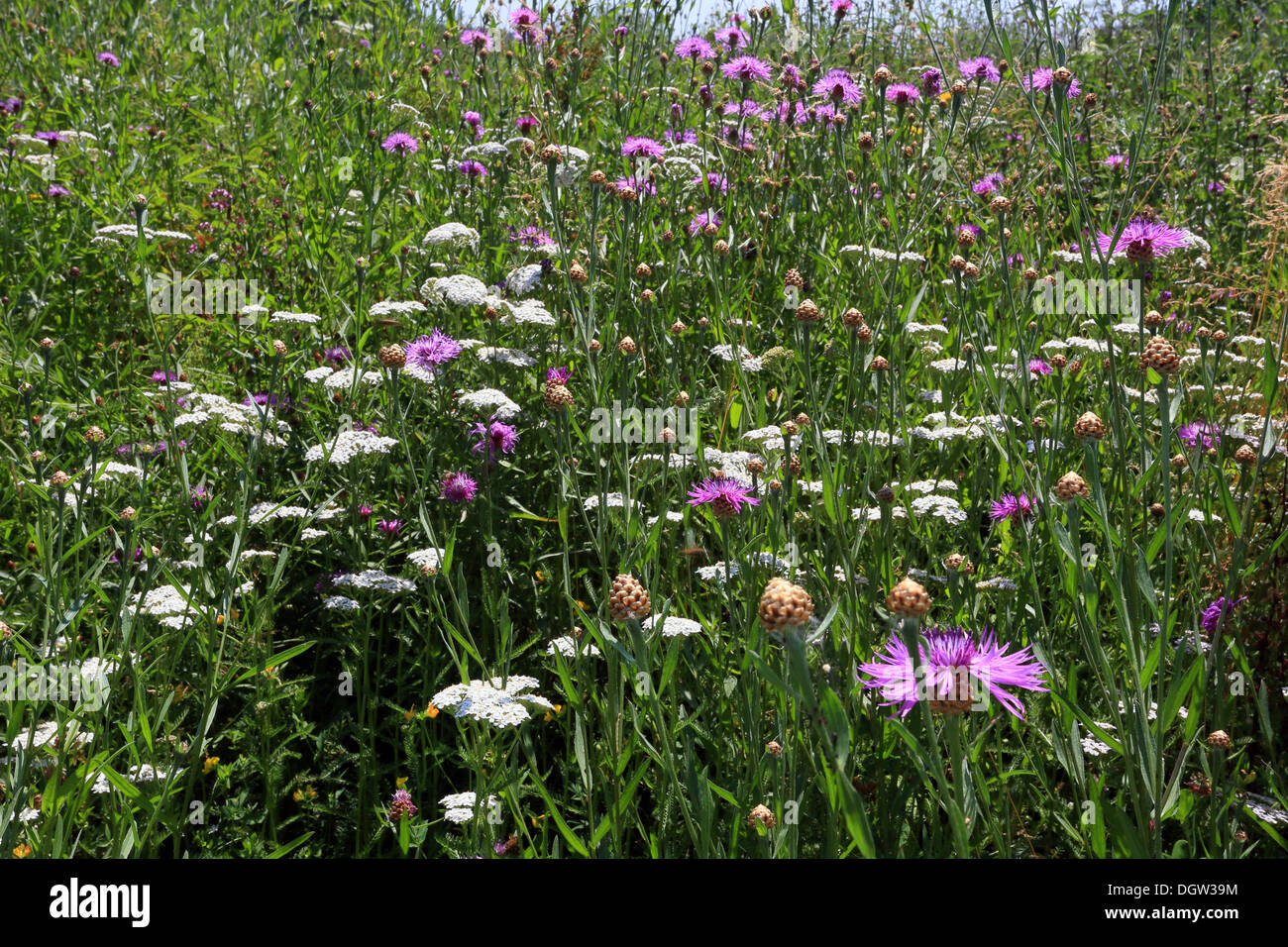 Wiese mit braunen Flockenblume und Schafgarbe Stockfoto