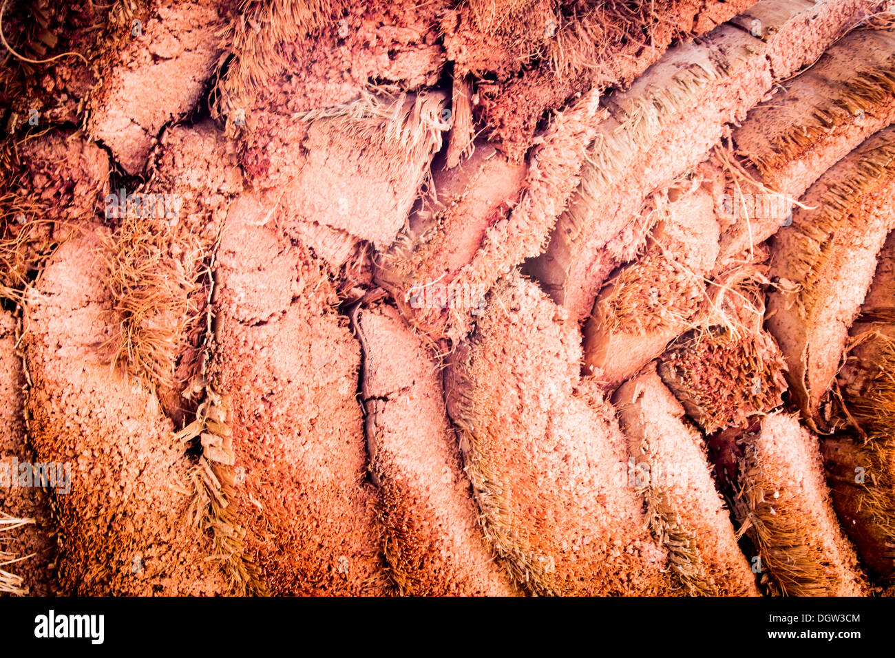 Ich möchte eine Kokosnussschale mit Feuchtigkeit. Stockfoto
