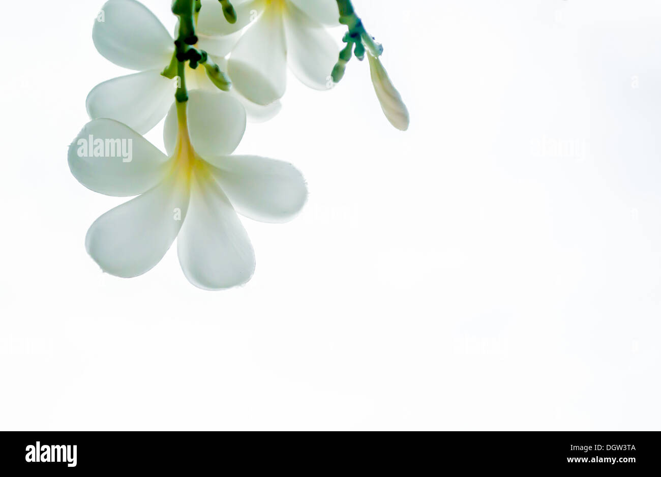 Ich mag gut aussehen Frangipani hinter einer Ecke. Stockfoto