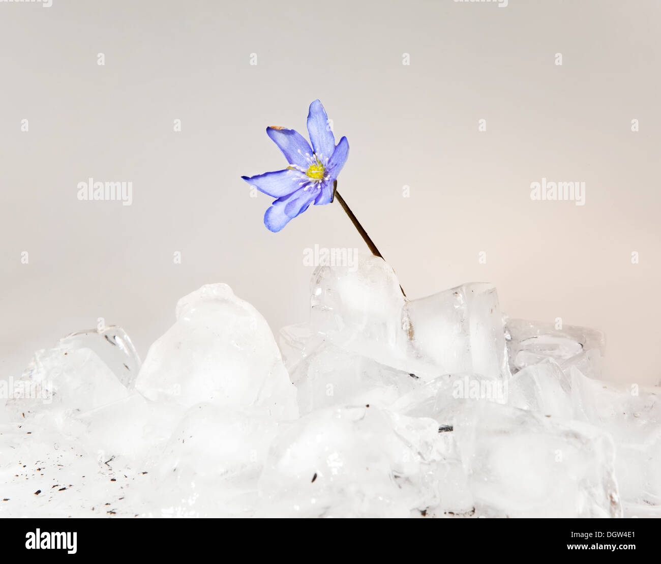 Schneeglöckchen, wächst aus Eis Stockfoto