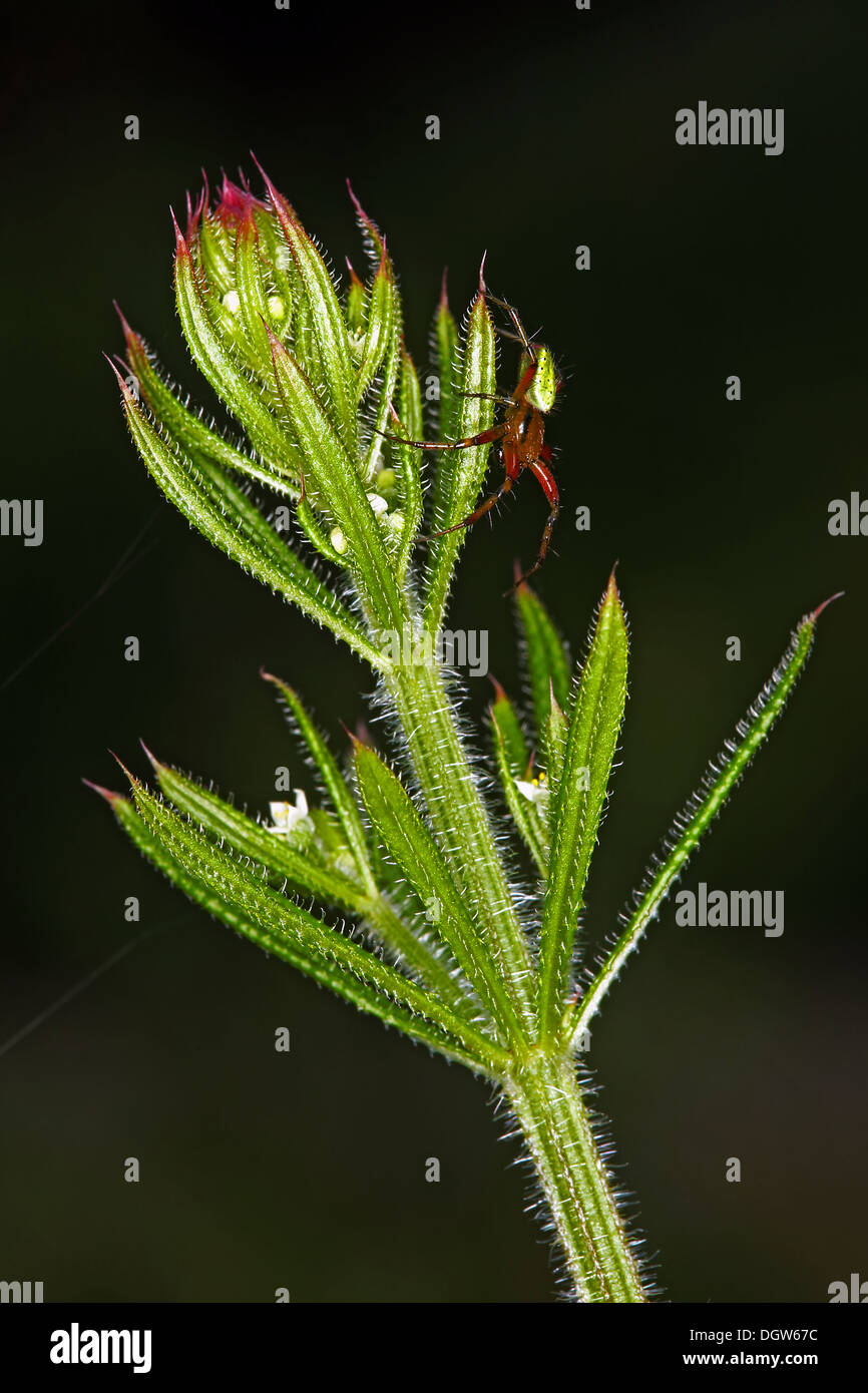 Arianella Cucurbitina, Gurke Green Spider Stockfoto