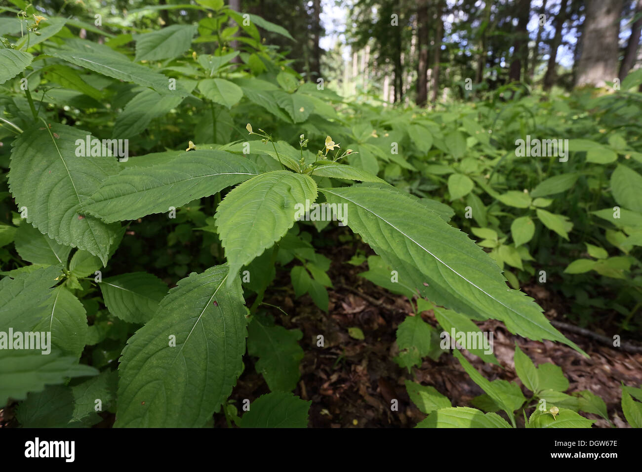 Impatiens Parviflora, kleine Balsam Stockfoto