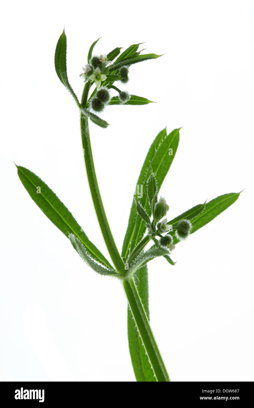 Stickywilly, Hackmesser, Galium aparine Stockfoto