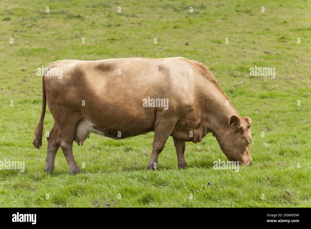 Rinder (Bos Primigenius Taurus) Stockfoto