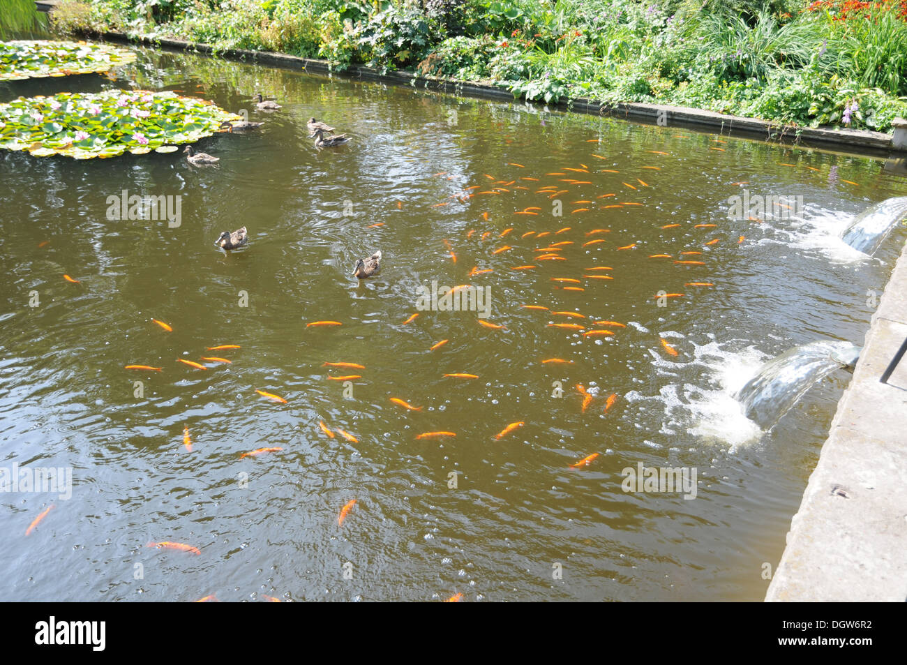 Fischteich goldfisch Fotos und Bildmaterial in hoher Auflösung Alamy