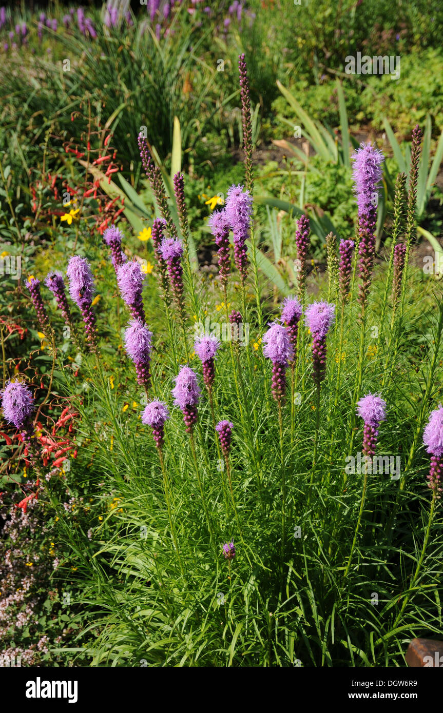 Blazing Star Stockfoto