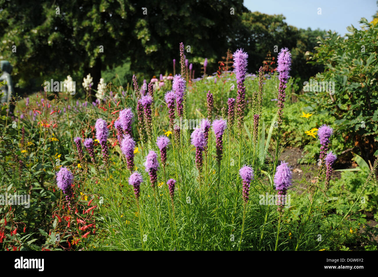 Blazing Star Stockfoto