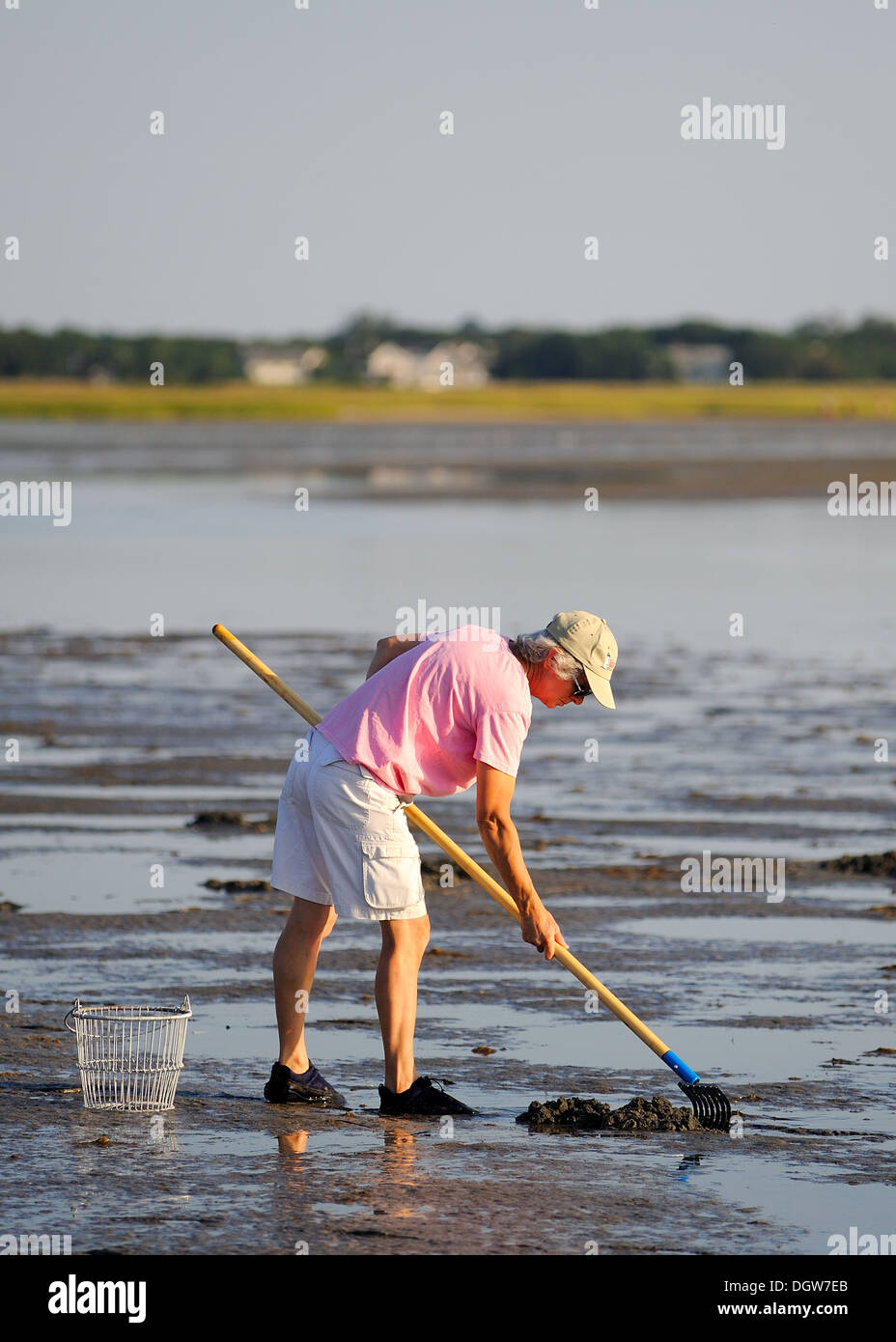 Frau auf der Suche nach Muscheln auf Cape Cod, Massachusetts, USA-Strand bei Ebbe. Stockfoto
