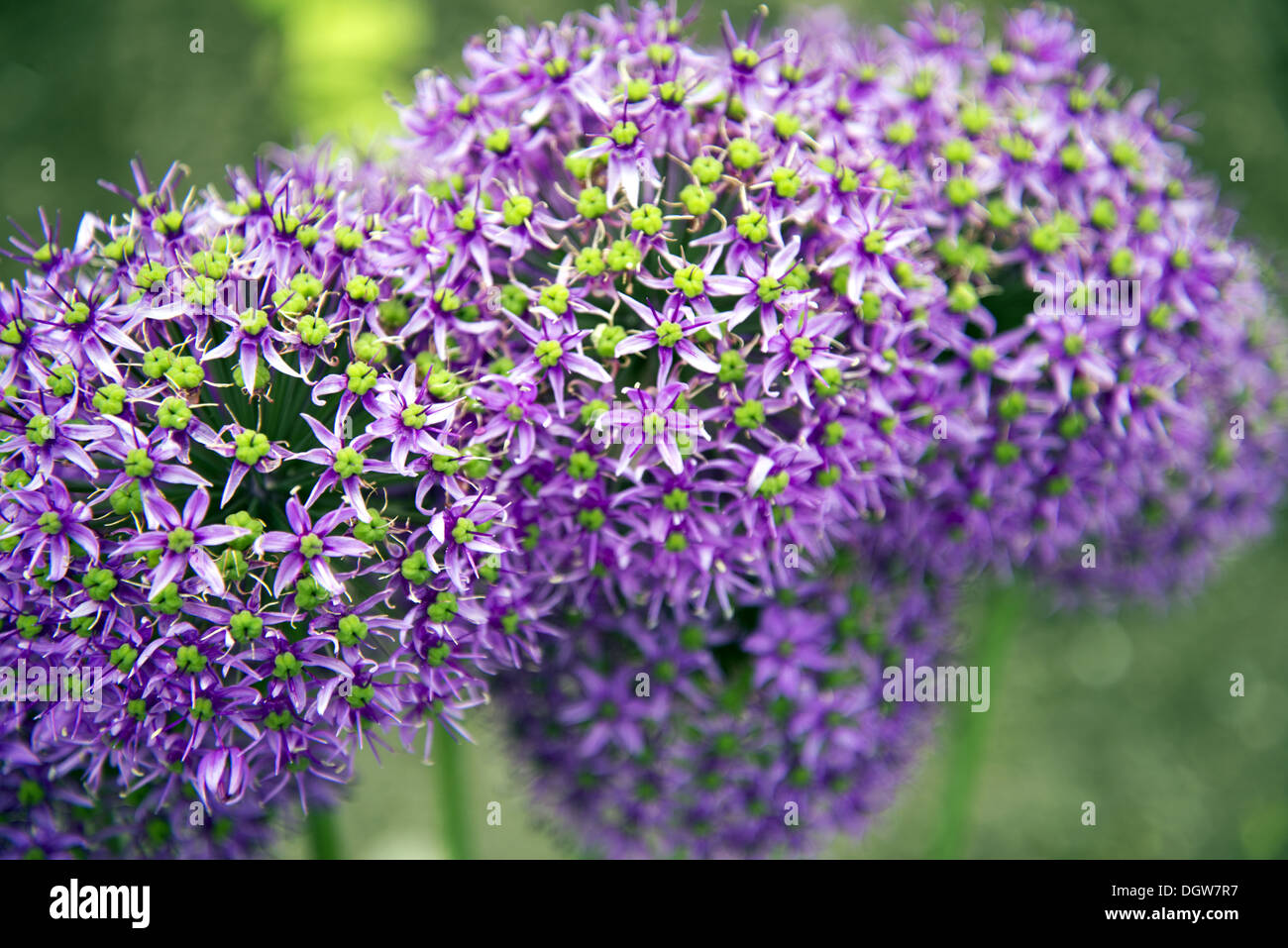 Allium-Blüten Stockfoto