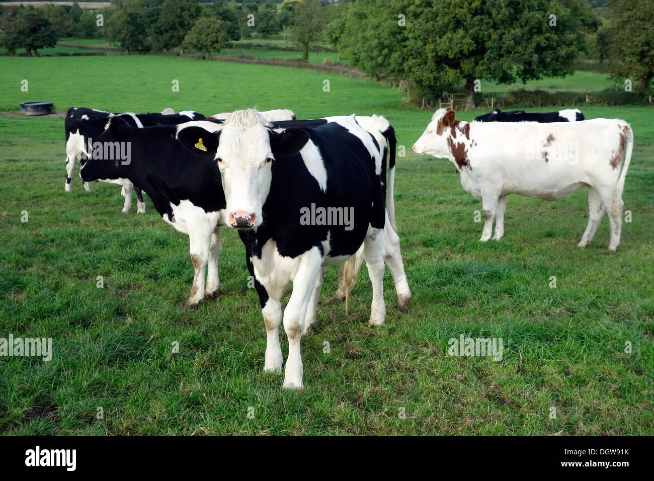 Montbeliarde Kreuz und schwedischen roten Kreuz Tiere Stockfoto