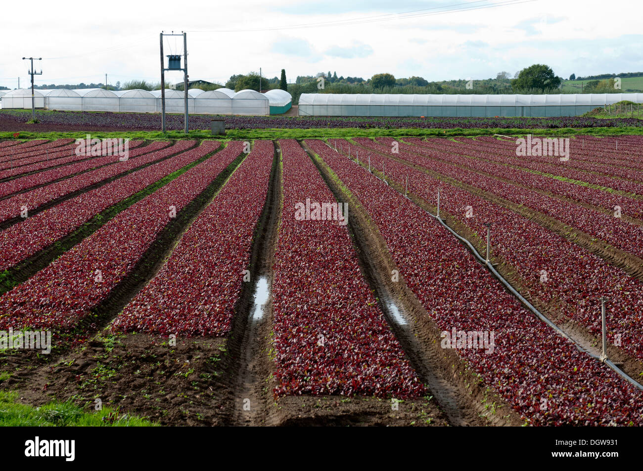 Kommerzielle Lollo Rosso Salat wächst, Offenham, Vale von Evesham, Worcestershire, UK Stockfoto